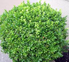 Wintergreen Boxwood 15G [Buxus Microphylla Japonica]